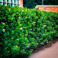 Vibrant Wax Leaf Privet Shrub hedge with lush green foliage and white flowers
