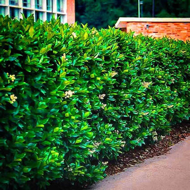 Vibrant Wax Leaf Privet Shrub hedge with lush green foliage and white flowers