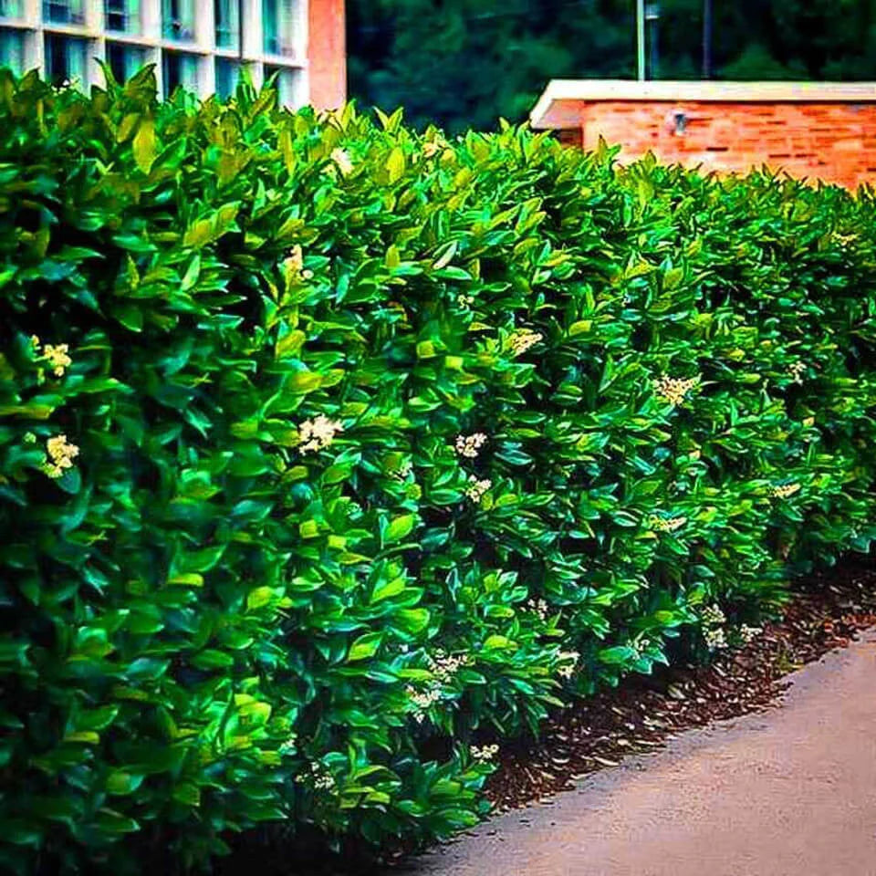 Vibrant Wax Leaf Privet Shrub hedge with lush green foliage and white flowers