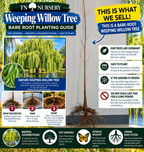 weeping willow planting guide 