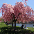 Weeping Cherry Tree with cascading pink blossoms on gnarled branches