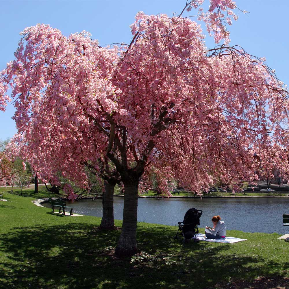 Weeping Cherry Tree with cascading pink blossoms on gnarled branches