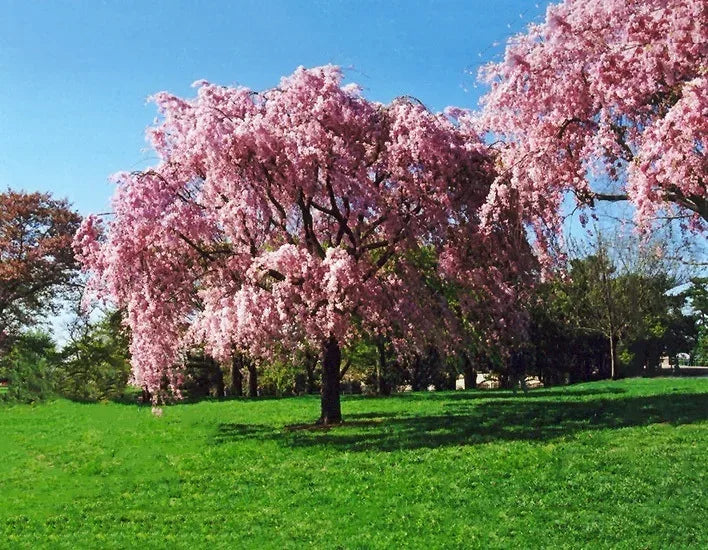 Weeping cherry tree with cascading pink blossoms in green field under blue sky