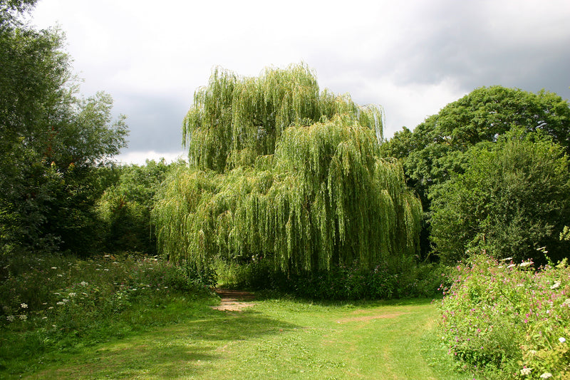 Lush green weeping willow tree with cascading branches in garden