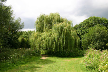 Lush green weeping willow tree with cascading branches in garden