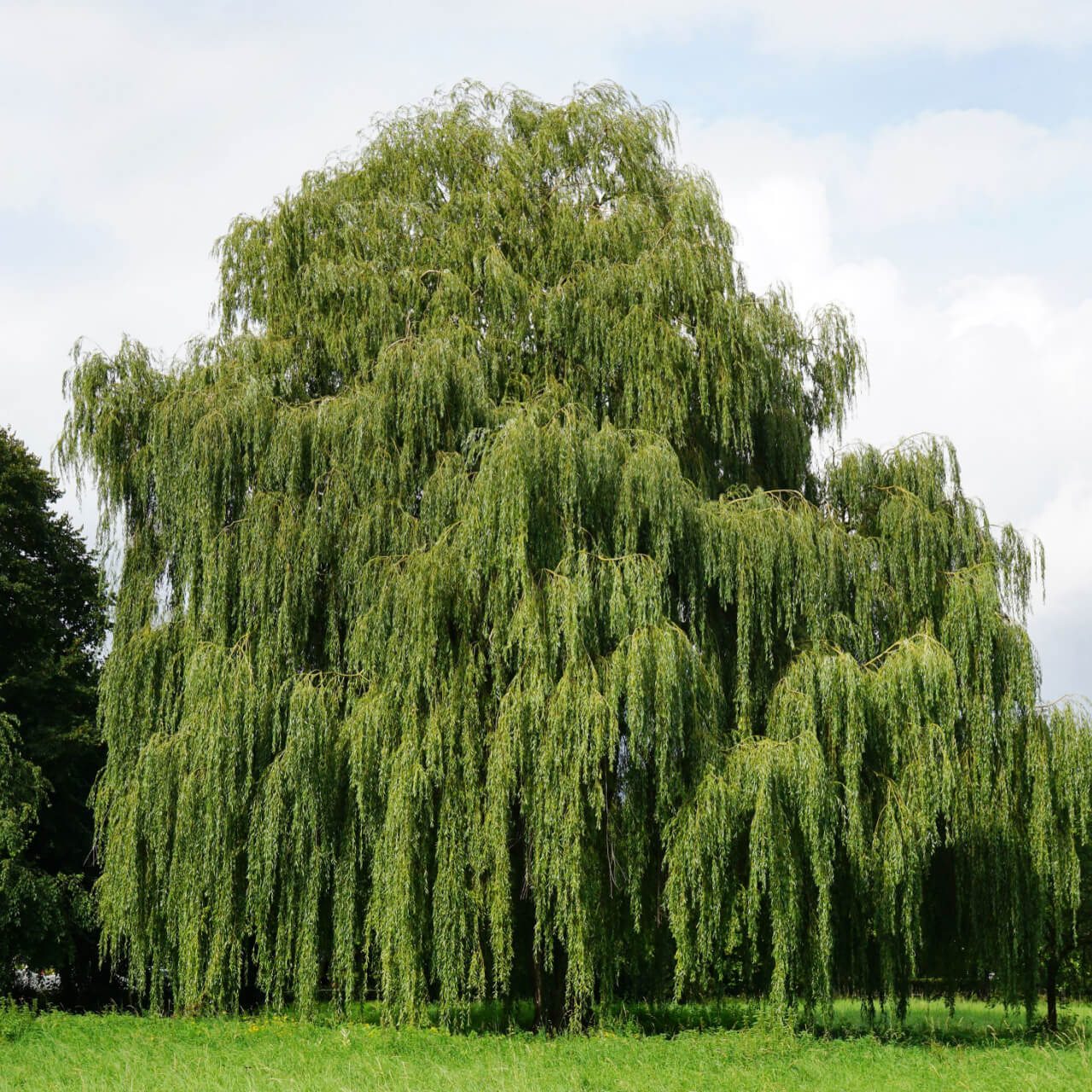 Lush full-bodied weeping willow tree with cascading green leaves