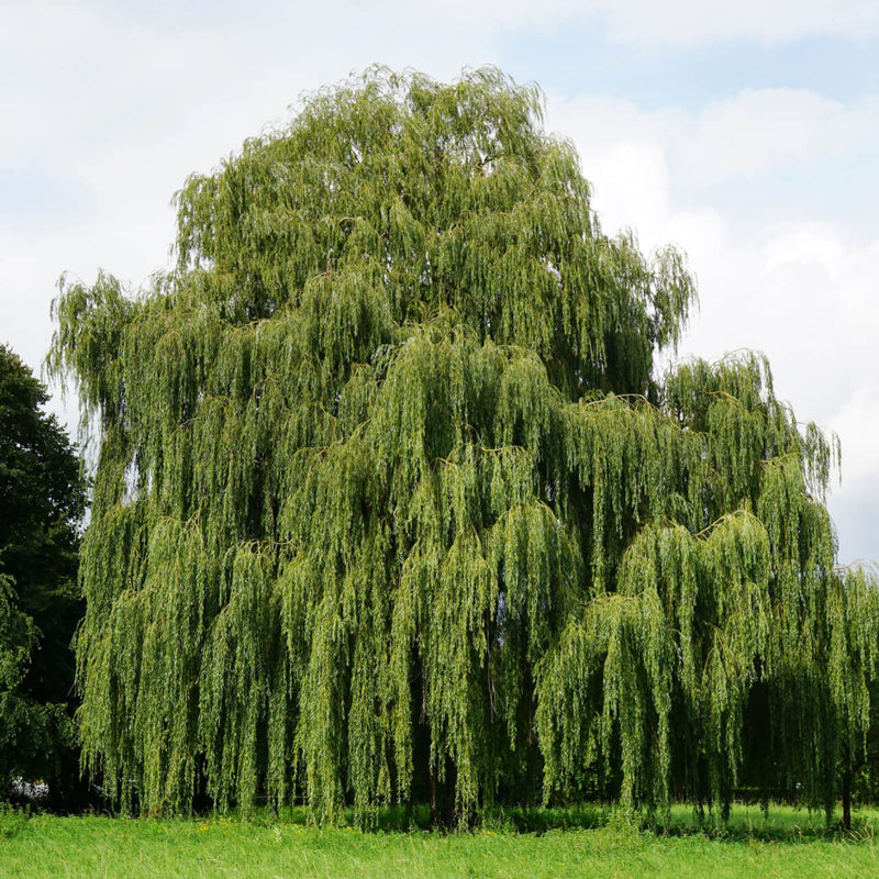 Lush full-bodied weeping willow tree with cascading green leaves