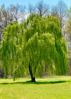 A lush vibrant green weeping willow tree with long cascading branches and delicate foliage for garden decor