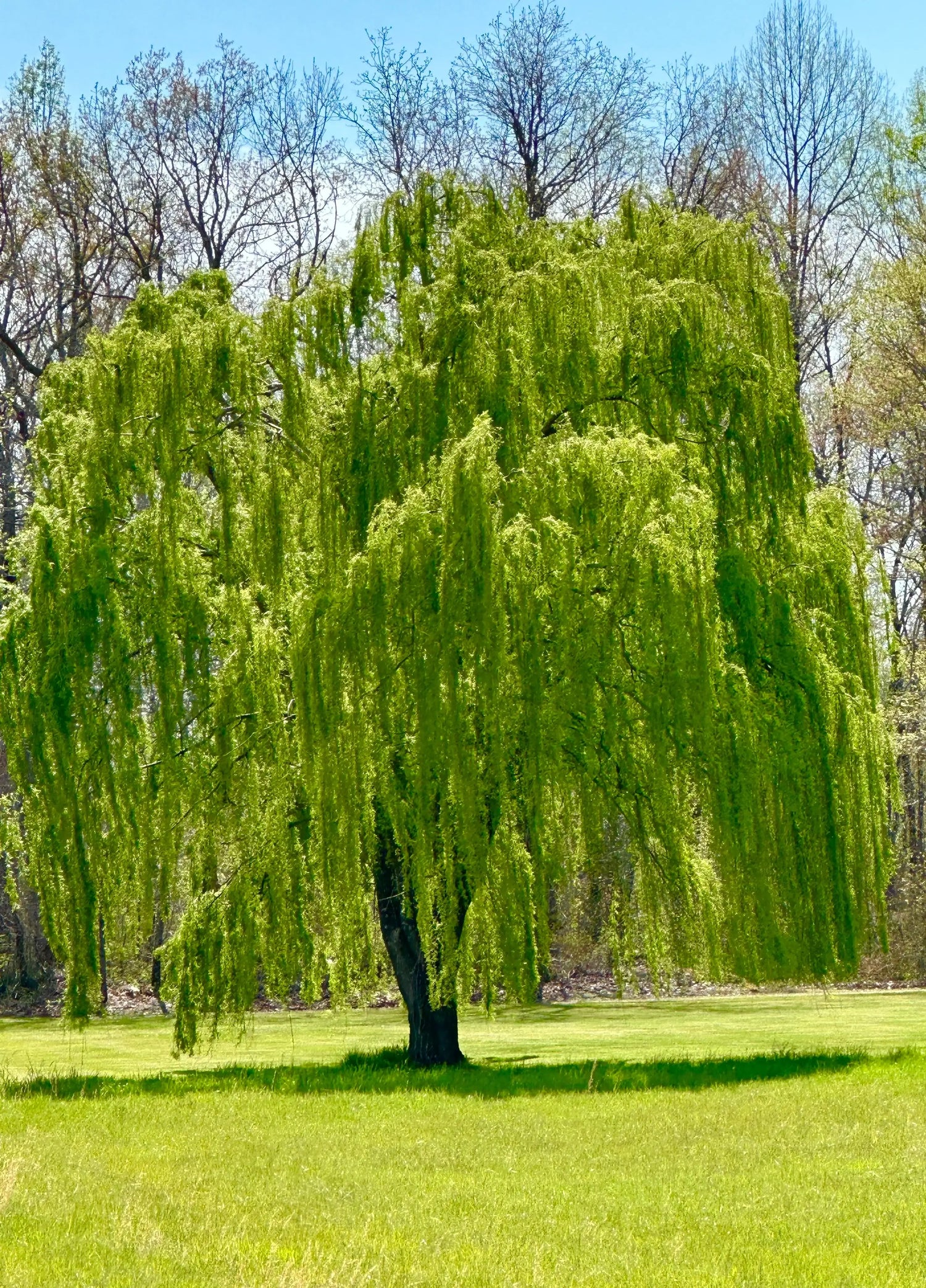 A lush vibrant green weeping willow tree with long cascading branches and delicate foliage for garden decor