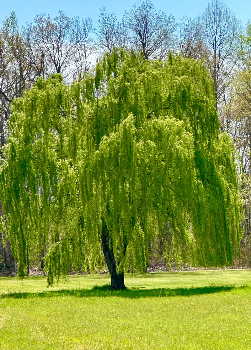 A lush vibrant green weeping willow tree with long cascading branches and delicate foliage for garden decor