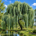 Weeping willow tree - tn nursery