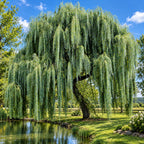 Weeping willow tree - tn nursery