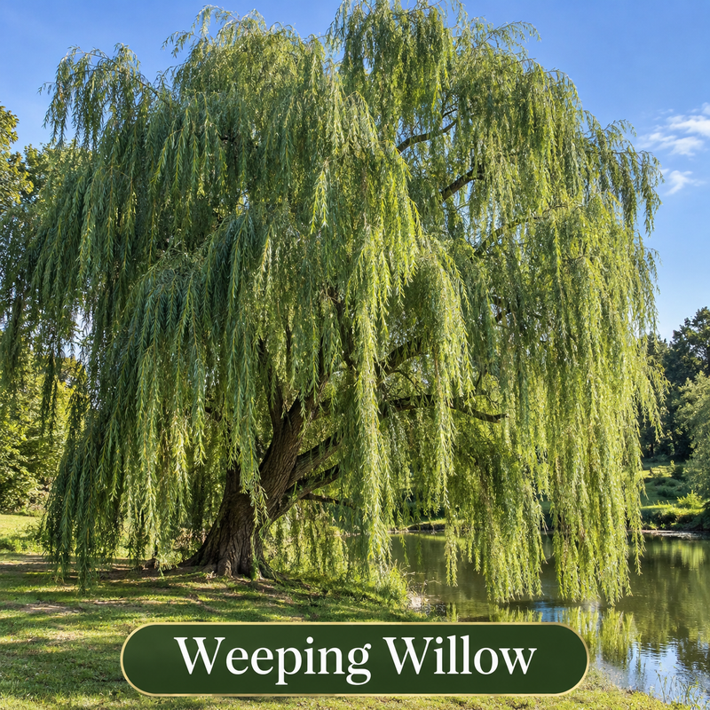 weeping willow 