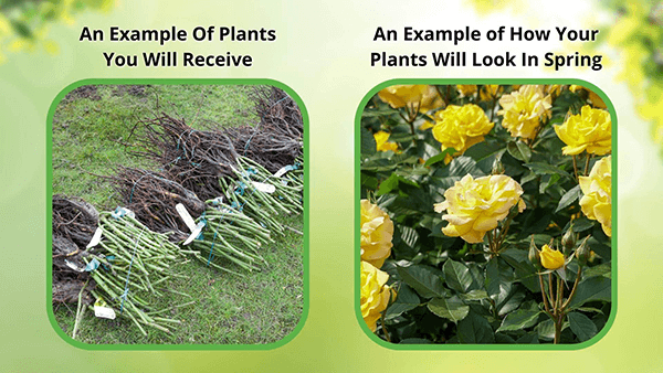 Bundles of bare-root yellow roses with green stems and tags for Red Hibiscus Shrub