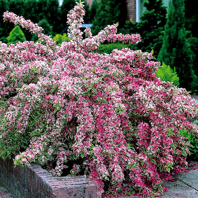 Vibrant pink flowering Weigela shrub with variegated green-and-white leaves