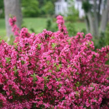 Vibrant pink Weigela shrub with dense blossoms from 3-variety collection