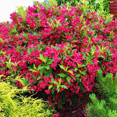 Vibrant pink Weigela shrub with glossy green leaves from 3-variety collection