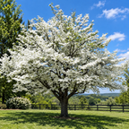 Blossoming White Dogwood Tree with dense full branches and delicate petals