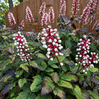 A close-up garden scene showing clusters of white berries on reddish stems among green and burgundy-veined leaves, with a wooden fence in the background.
