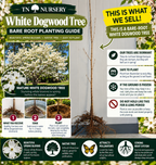 White Dogwood Tree