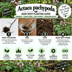 An infographic poster titled 'Actaea pachypoda Bare Root Planting Guide' from 'Nature's Beauty', detailing a 4-step planting process with photos of bare root baneberry, a glass watering bowl, soil, and blooming plants. The bottom features a beautiful red and white berry cluster.