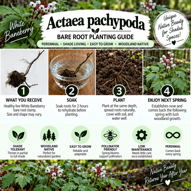 An infographic poster titled 'Actaea pachypoda Bare Root Planting Guide' from 'Nature's Beauty', detailing a 4-step planting process with photos of bare root baneberry, a glass watering bowl, soil, and blooming plants. The bottom features a beautiful red and white berry cluster.