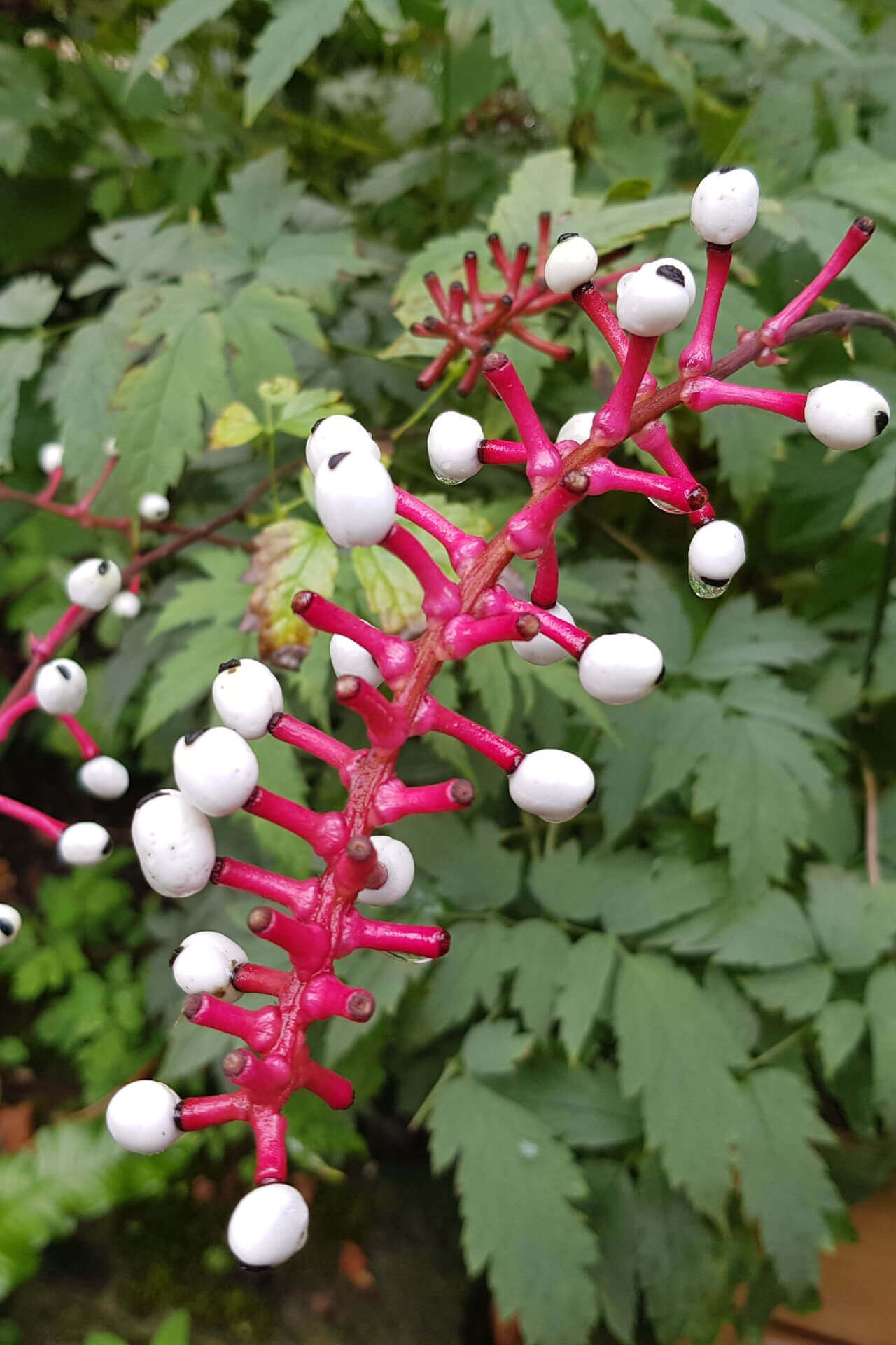 White Baneberry vibrant pink stems with glossy white berries and black dots
