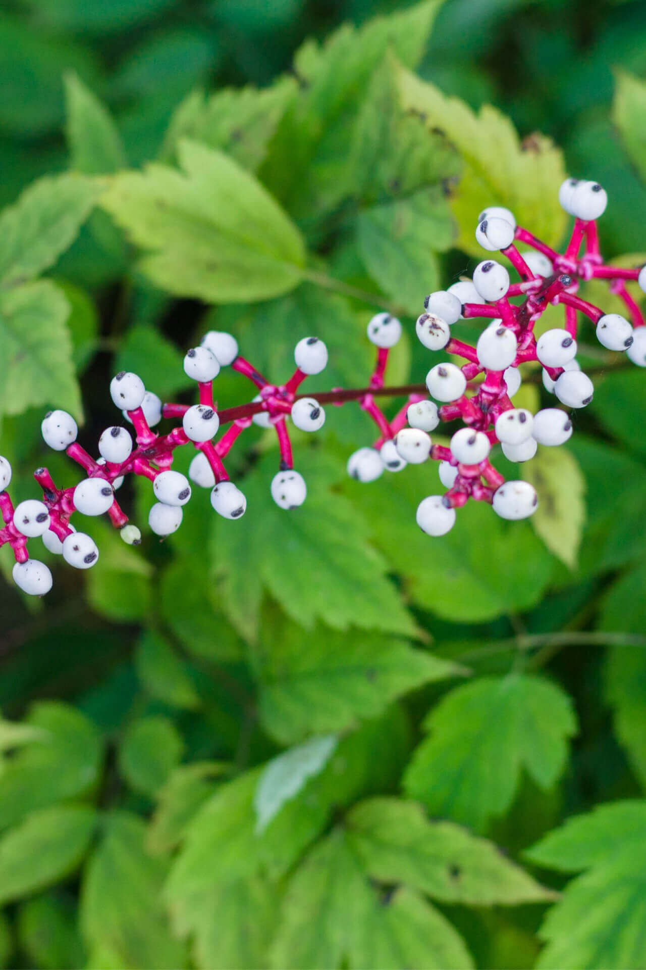 White baneberry pink stem with glossy white berries and black dots
