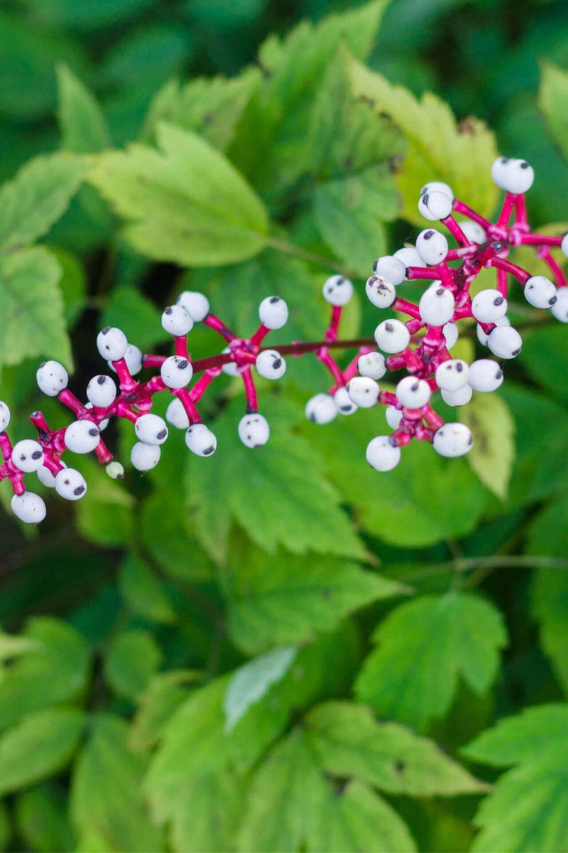 White baneberry pink stem with glossy white berries and black dots