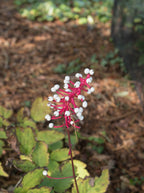 White Baneberry