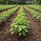 cornus-florida-seedlings - TN Nursery