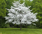 Rows of White Dogwood Seedlings with white flowers in neat garden bed
