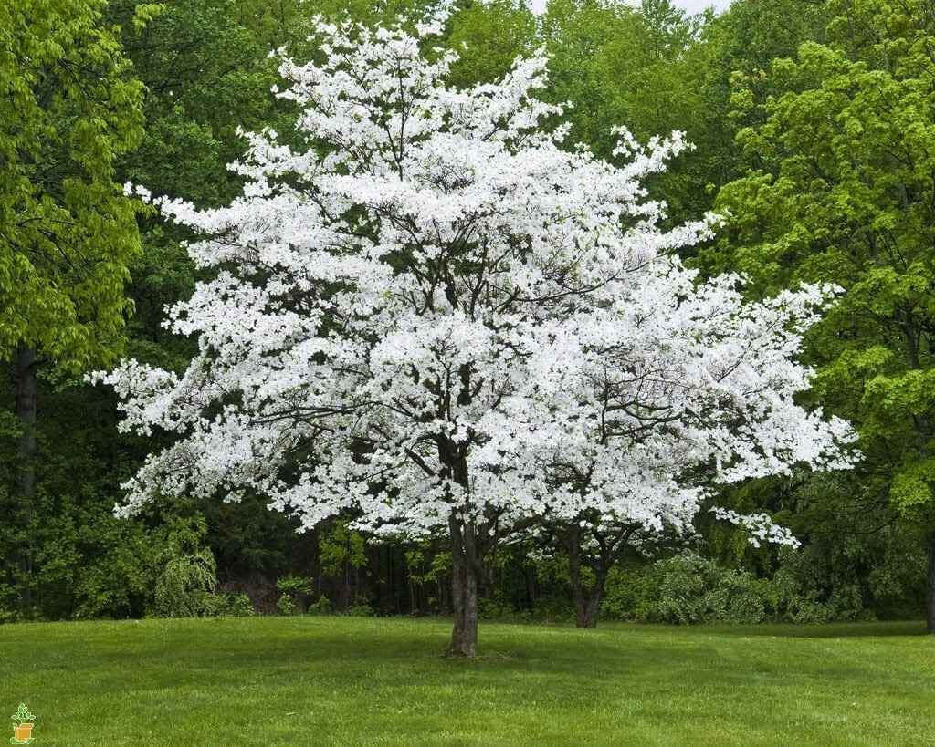 Rows of White Dogwood Seedlings with white flowers in neat garden bed