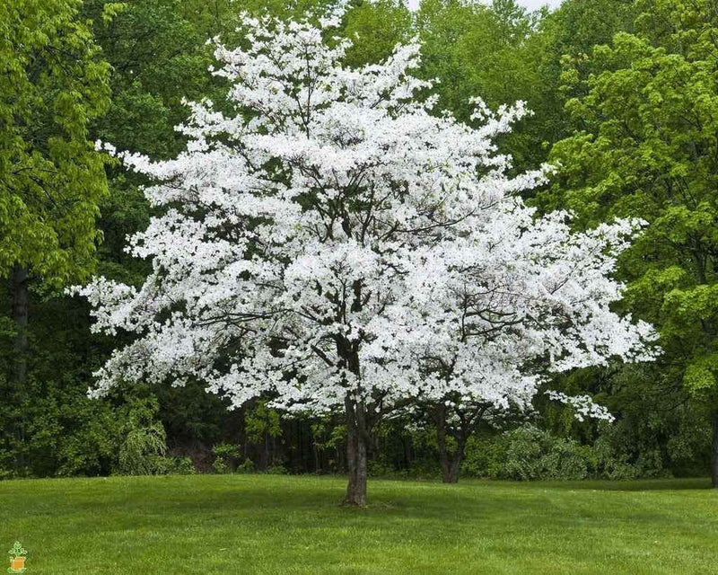 Rows of White Dogwood Seedlings with white flowers in neat garden bed