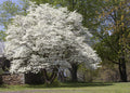 Blossoming White Dogwood Tree with dense full branches and delicate petals