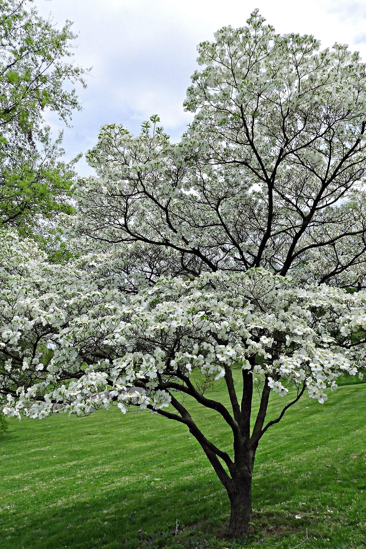 White Dogwood Tree with delicate white flower clusters on green lawn