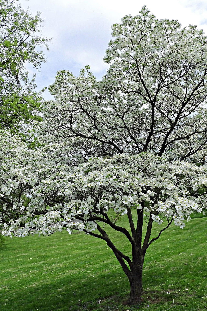 White Dogwood Tree with delicate white flower clusters on green lawn