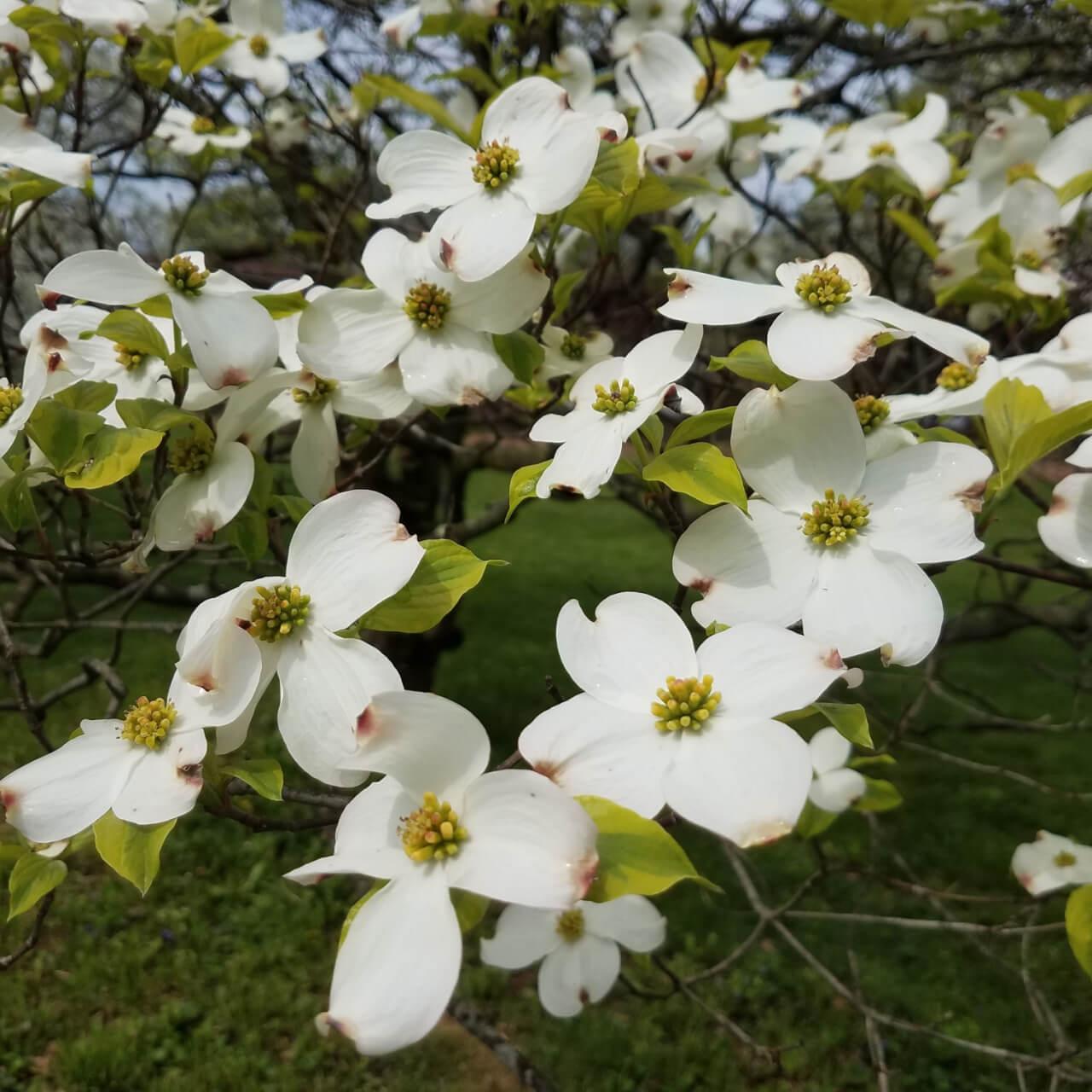 White dogwood tree with delicate white blossoms, yellow centers, green leaves