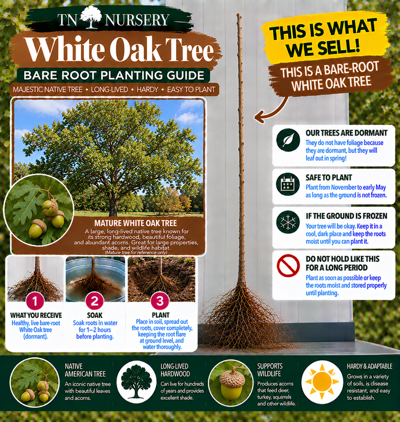 White Oak Bare-Root Planting Guide
