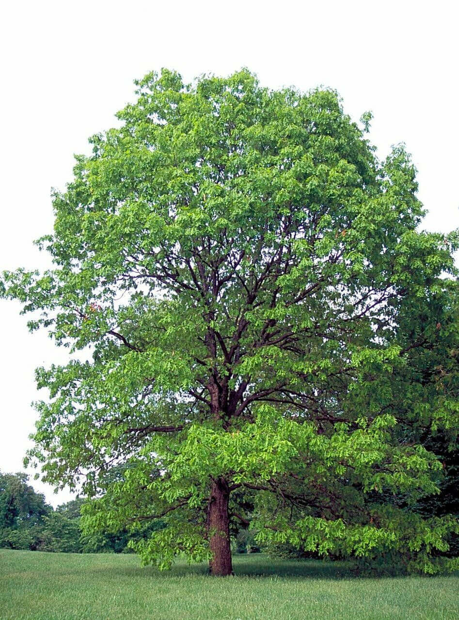 Majestic white oak tree with green foliage in grassy field