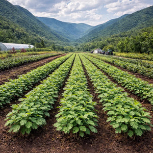 Rows of potato plants growing in a mountain valley with farm equipment and buildings visible in the distance - TN Nursery