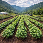 Rows of potato plants growing in a mountain valley with farm equipment and buildings visible in the distance - TN Nursery