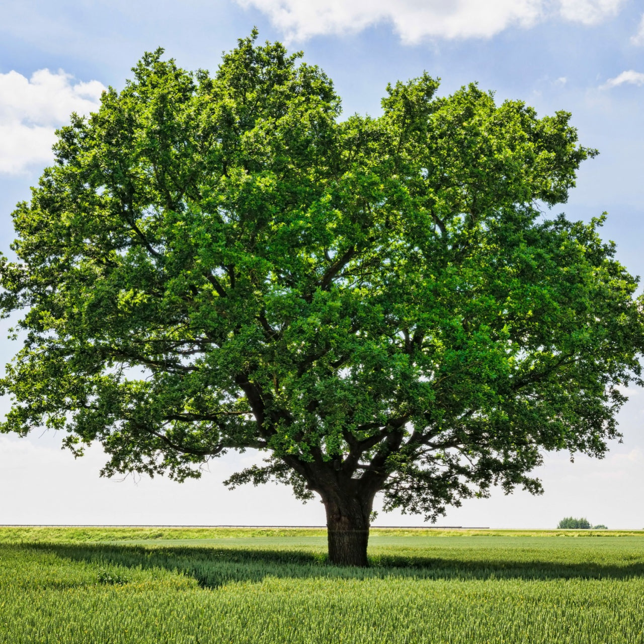 Majestic White Oak tree with leafy green canopy and thick trunk in field