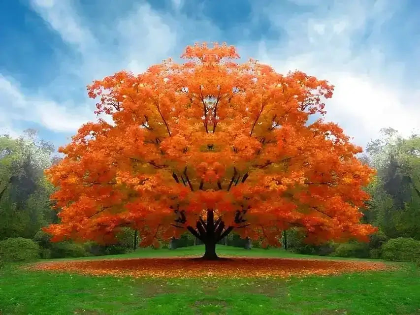 White Oak tree with vibrant orange leaves in grassy field under blue sky