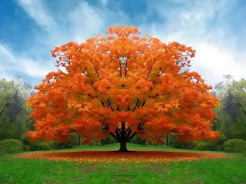 White Oak tree with vibrant orange leaves in grassy field under blue sky