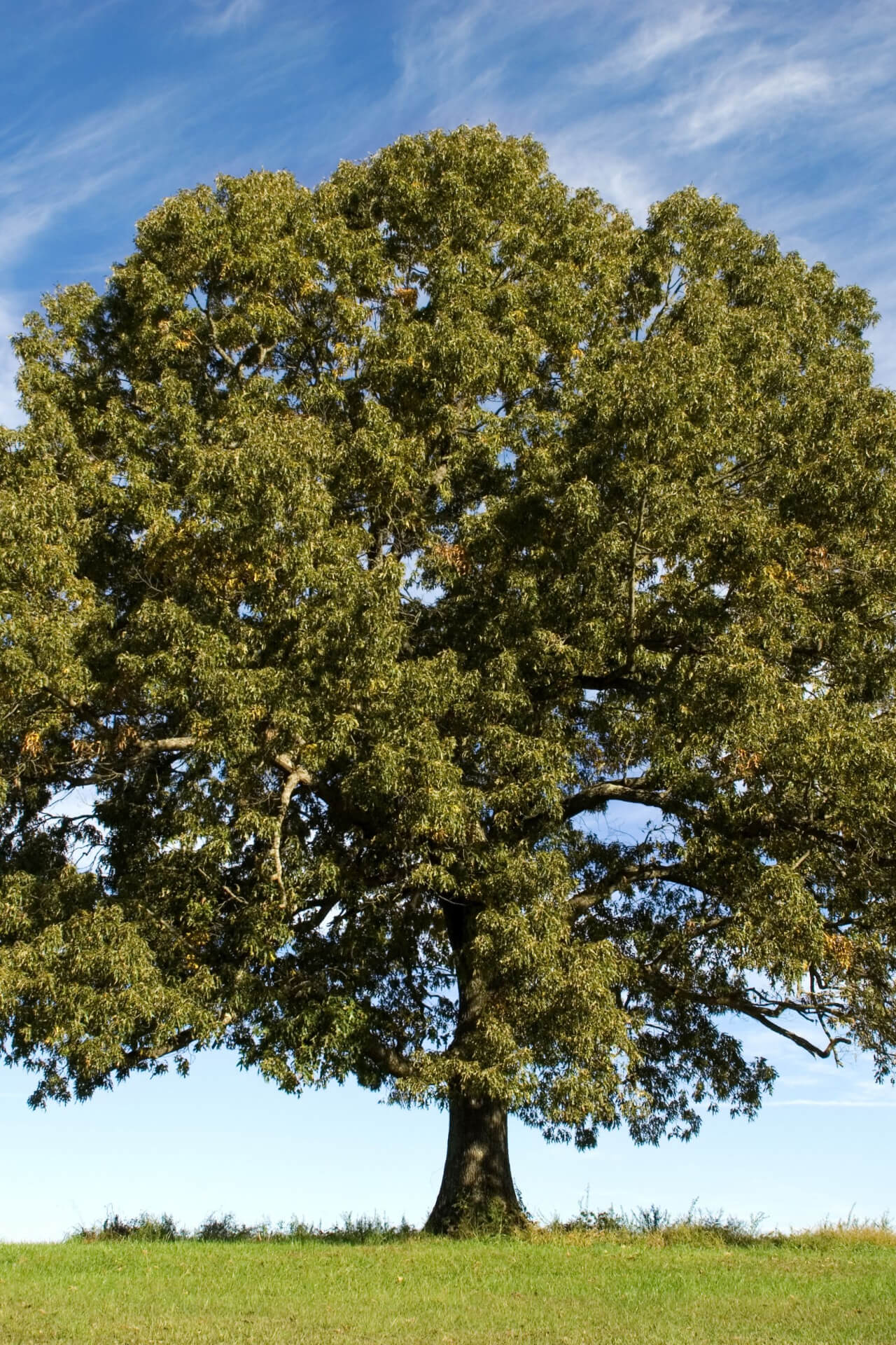 Majestic white oak tree with dense green foliage on grassy hill