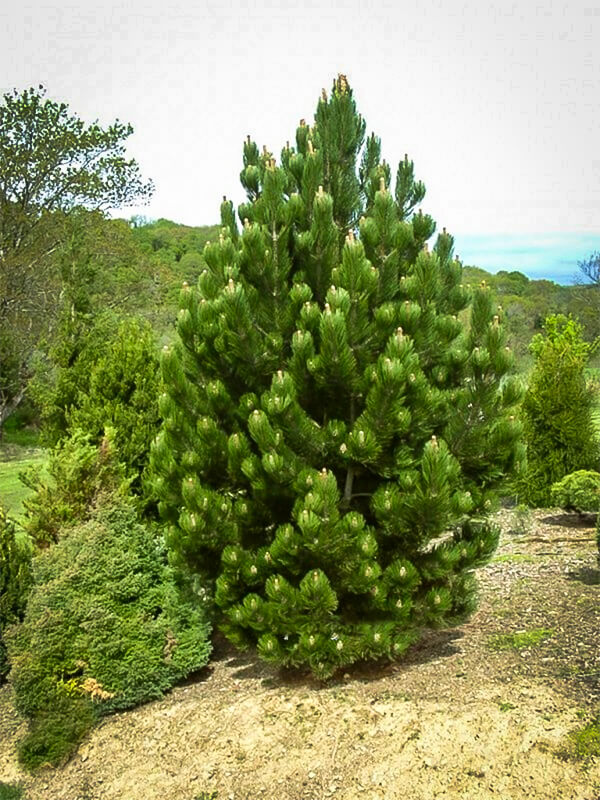 Vibrant white pine seedlings with dense green conical foliage in garden