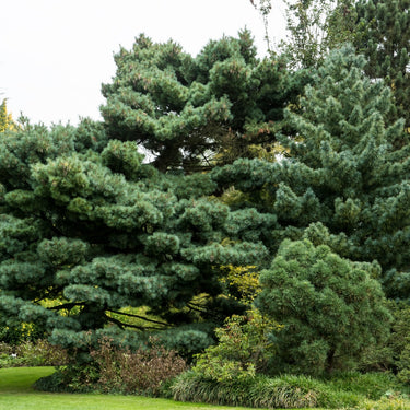 Mature blue-green White Pine Tree with dense layered branches and needles