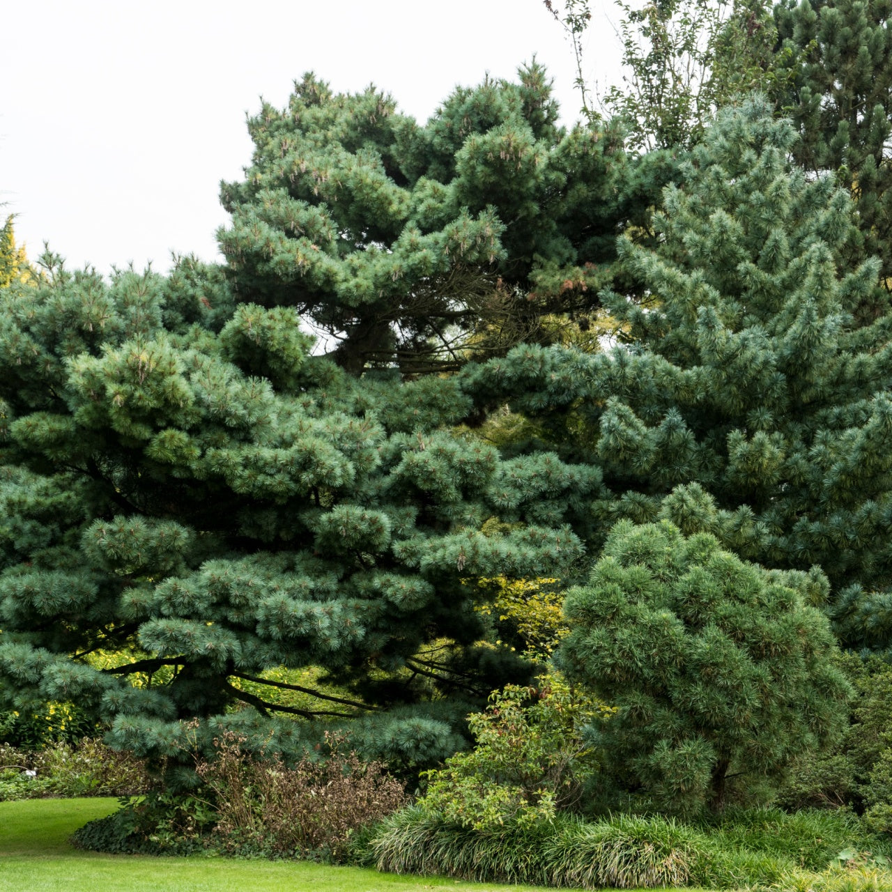 Mature blue-green White Pine Tree with dense layered branches and needles