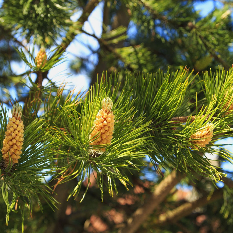 Yellow pine cones nestled in vibrant green needles on White Pine Tree